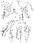 Species Labidocera barbadiensis - Plate 4 of morphological figures