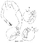 Species Labidocera barbadiensis - Plate 5 of morphological figures