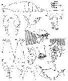 Espèce Labidocera mirabilis - Planche 2 de figures morphologiques