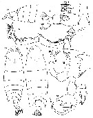 Species Pontella polydactyla - Plate 1 of morphological figures