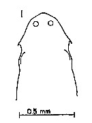 Espèce Labidocera diandra - Planche 4 de figures morphologiques