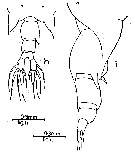 Species Labidocera acuta - Plate 14 of morphological figures