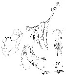 Espèce Labidocera acuta - Planche 18 de figures morphologiques