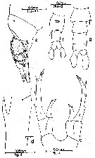 Espèce Labidocera acuta - Planche 17 de figures morphologiques