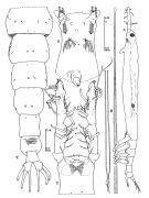 Espèce Cymbasoma morii - Planche 1 de figures morphologiques