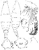 Species Bathycalanus eximius - Plate 1 of morphological figures