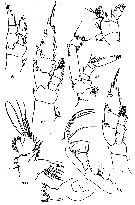 Species Bathycalanus eximius - Plate 2 of morphological figures