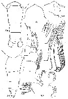 Species Bathycalanus bradyi - Plate 8 of morphological figures
