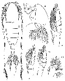 Species Bradycalanus typicus - Plate 6 of morphological figures