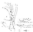 Species Mormonilla phasma - Plate 12 of morphological figures