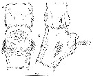 Species Mormonilla phasma - Plate 15 of morphological figures