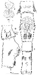 Espèce Neomormonilla minor - Planche 6 de figures morphologiques