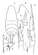 Espèce Spinocalanus angusticeps - Planche 2 de figures morphologiques