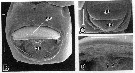 Species Nannocalanus minor - Plate 17 of morphological figures