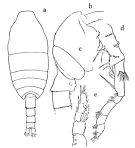 Espèce Spinocalanus horridus - Planche 3 de figures morphologiques