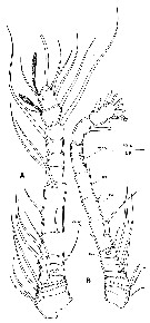 Espèce Thaumatopsyllus paradoxus - Planche 4 de figures morphologiques
