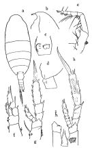 Espèce Monacilla typica - Planche 1 de figures morphologiques