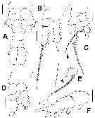 Espèce Monstrilla leucopis - Planche 5 de figures morphologiques