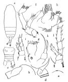 Espèce Farrania frigida - Planche 1 de figures morphologiques