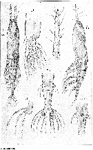 Espèce Monstrilla gracilicauda - Planche 7 de figures morphologiques
