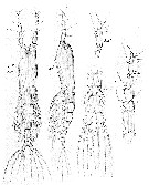 Species Cymbasoma rigidum - Plate 3 of morphological figures