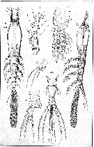 Espèce Cymbasoma rigidum - Planche 2 de figures morphologiques