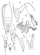 Espèce Mimocalanus heronae - Planche 2 de figures morphologiques