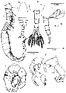 Species Pseudodiaptomus terazakii - Plate 2 of morphological figures
