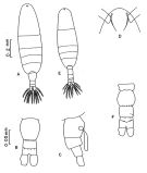 Espèce Acartia (Euacartia) southwelli - Planche 1 de figures morphologiques
