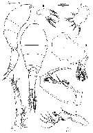 Species Oncaea venella - Plate 6 of morphological figures