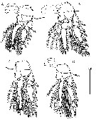 Species Oncaea venella - Plate 7 of morphological figures