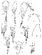 Espèce Oithona nana - Planche 15 de figures morphologiques