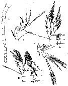 Espèce Oithona attenuata - Planche 15 de figures morphologiques