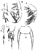 Espèce Oithona amazonica - Planche 4 de figures morphologiques