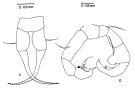 Espèce Acartia (Euacartia) sarojus - Planche 3 de figures morphologiques