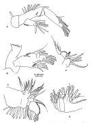 Espèce Acartia (Euacartia) southwelli - Planche 2 de figures morphologiques