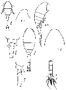 Espèce Dioithona rigida - Planche 10 de figures morphologiques