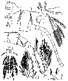 Species Dioithona rigida - Plate 8 of morphological figures