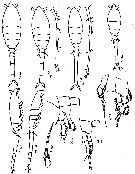 Species Oithona setigera - Plate 12 of morphological figures
