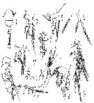 Espèce Limnoithona sinensis - Planche 2 de figures morphologiques