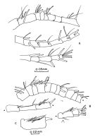 Espèce Acartia (Euacartia) southwelli - Planche 4 de figures morphologiques