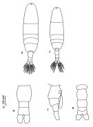 Espèce Acartia (Euacartia) sarojus - Planche 1 de figures morphologiques