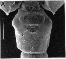 Species Bathycalanus bradyi - Plate 9 of morphological figures