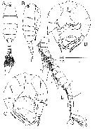 Species Pseudodiaptomus andamanensis - Plate 3 of morphological figures