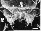 Species Pseudodiaptomus andamanensis - Plate 5 of morphological figures