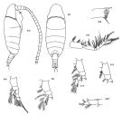 Espèce Mimocalanus heronae - Planche 1 de figures morphologiques