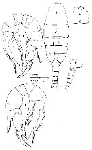 Species Pseudodiaptomus ornatus - Plate 8 of morphological figures