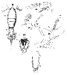 Espèce Euterpina acutifrons - Planche 10 de figures morphologiques