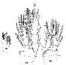 Espèce Euterpina acutifrons - Planche 11 de figures morphologiques