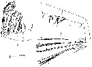 Espèce Euaugaptilus longimanus - Planche 8 de figures morphologiques